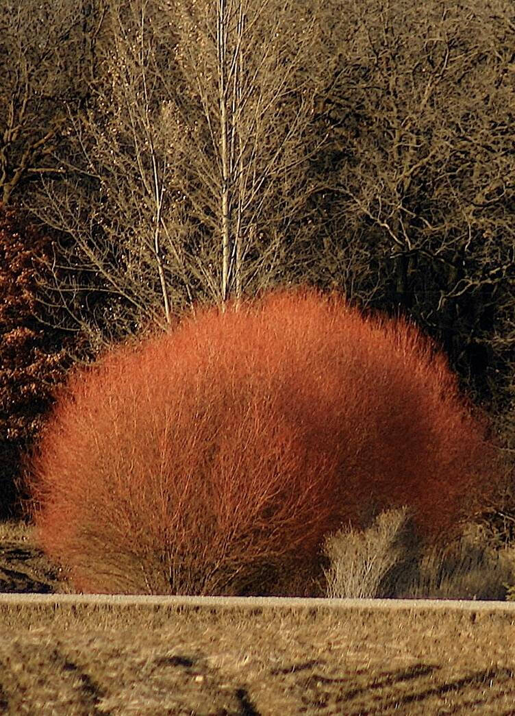 Premium Flame Willow Flower seeds for Planting Shade Tolerant, Heirloom & GMO Free Seeds for Home Garden seeds