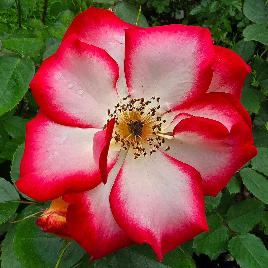 Betty Boop Rose Flower seeds for Planting - Compact Growth, Heirloom & GMO Free Seeds for Home Garde