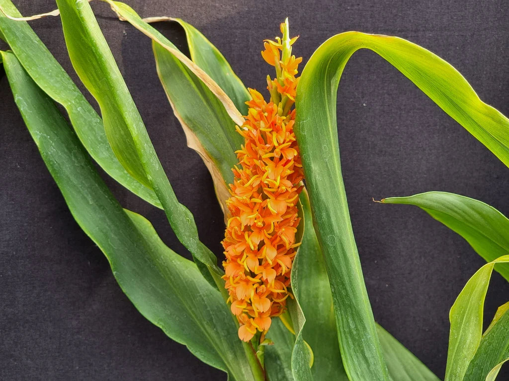 Premium Orange Cymbidium Orchid Flower seeds for Planting Sun Loving, Heirloom & GMO Free Seeds for Home Garden seeds