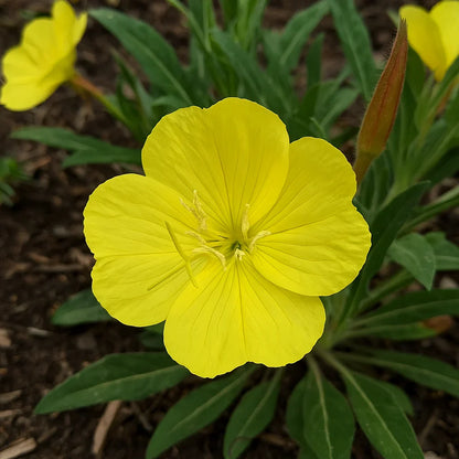 Oenothera Missouriensis Flower seeds for Planting Wildflower Mix Heirloom & GMO Free Seeds for Home Garden