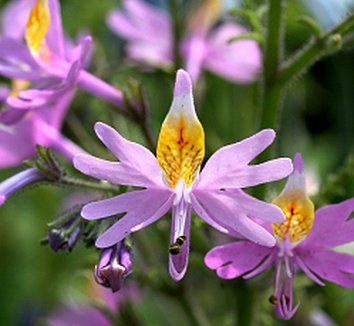 Schizanthus Tinkerbell Flower seeds for Planting Sun Loving Heirloom & GMO Free Seeds for Home Garden