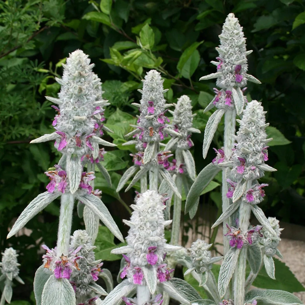 High quality Stachys Flower seeds for Planting Garden Favorite, Heirloom & GMO Free Seeds for Home Garden seeds pack