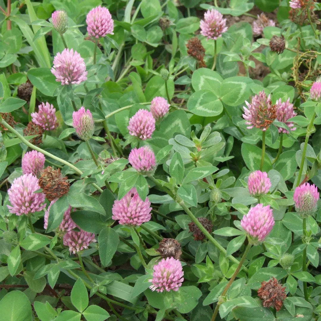 Pink Trifolium or Clover Flower seeds for Planting - Shade Tolerant, Heirloom & GMO Free Seeds for Home Garden