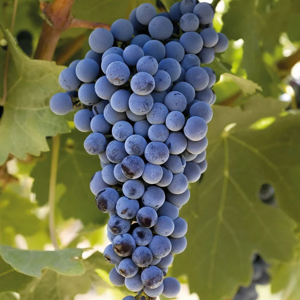 Cabernet Sauvignon Grape Seeds for Easy Planting - Evergrowseeds