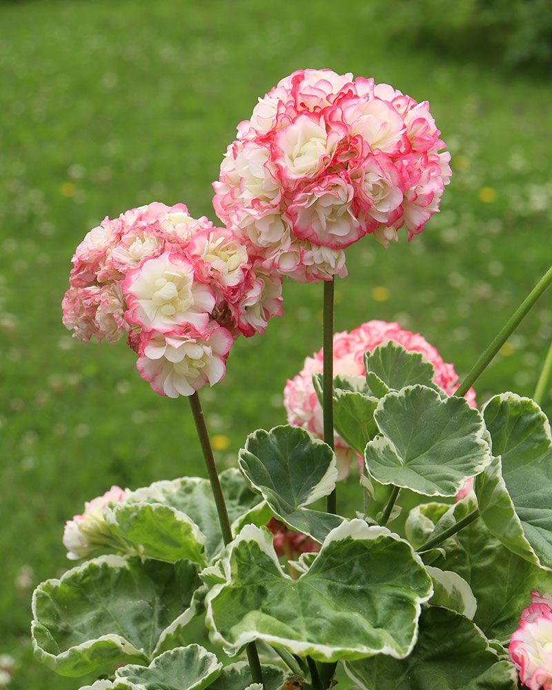 Pink Scented Geranium Flower seeds for Planting Cottage Garden Essential, Heirloom & GMO Free Seeds for Home Garden vegetable and garden seeds