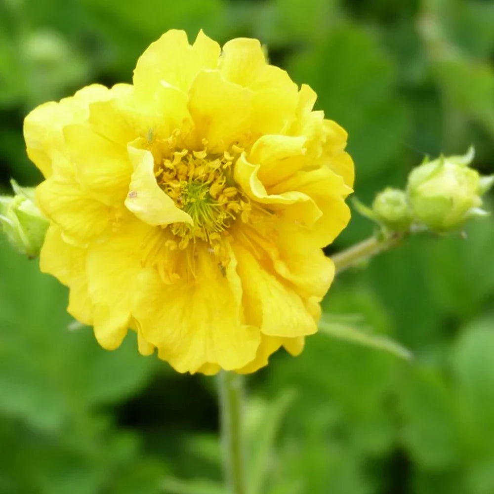 High quality Yellow Avens Sunrise Flower seeds for Planting Vibrant Colors, Heirloom & GMO Free Seeds for Home Garden seeds pack
