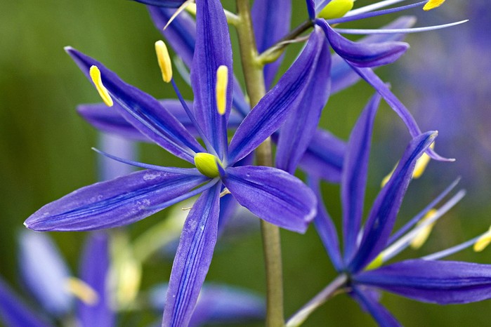 Camassia Flower seeds for Planting Cottage Garden Essential Heirloom & GMO Free Seeds for Home Garden