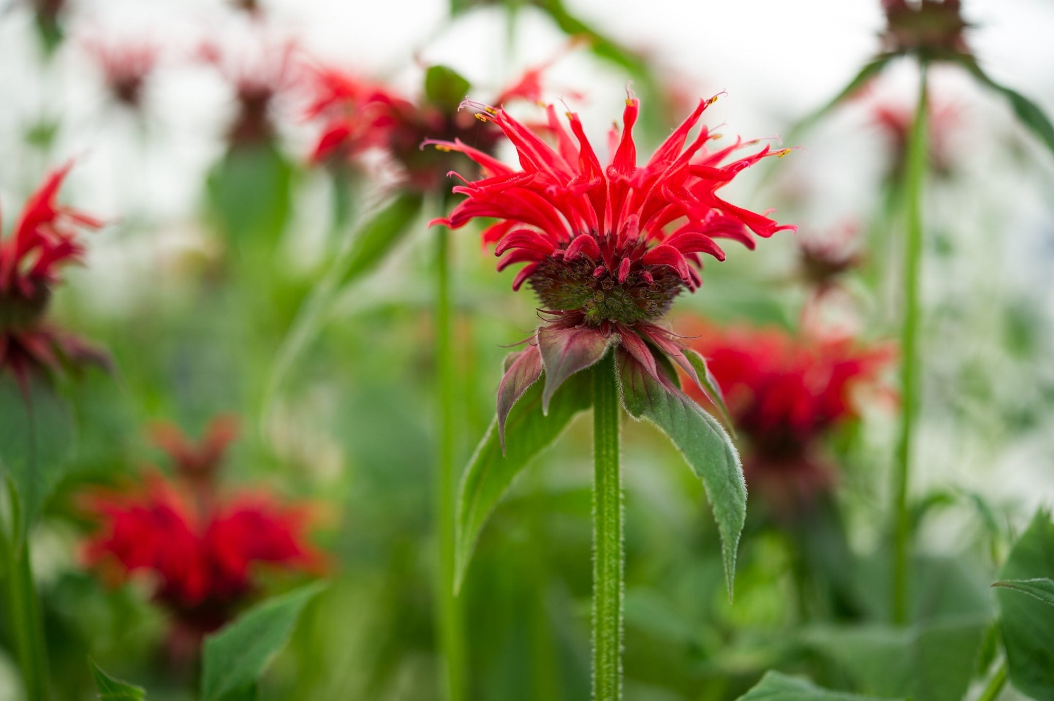 Premium Red Monarda Flower seeds for Planting Pollinator Friendly, Heirloom & GMO Free Seeds for Home Garden seeds