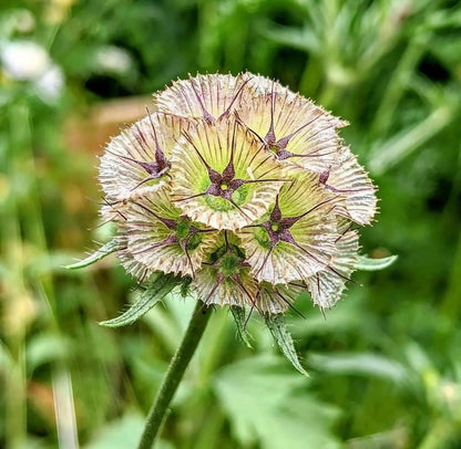 Drumstick Scabiosa Flower seeds for Planting Shade Tolerant Heirloom & GMO Free Seeds for Home Garden