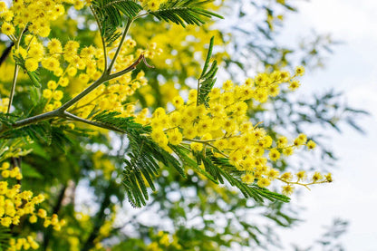 Dealbata Mimosa Flower seeds for Planting Perfect for Borders Heirloom & GMO Free Seeds for Home Garden 
 
 Sale for planting in home garden