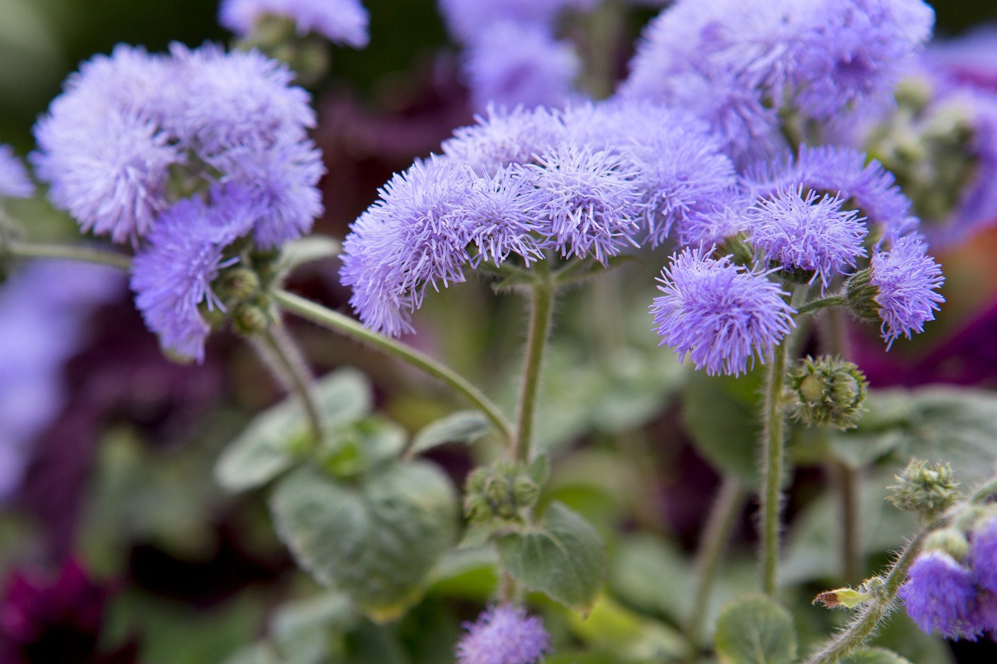 Ageratum Flower seeds for Planting Fragrant Blossoms Heirloom & GMO Free Seeds for Home Garden vegetable and garden seeds
