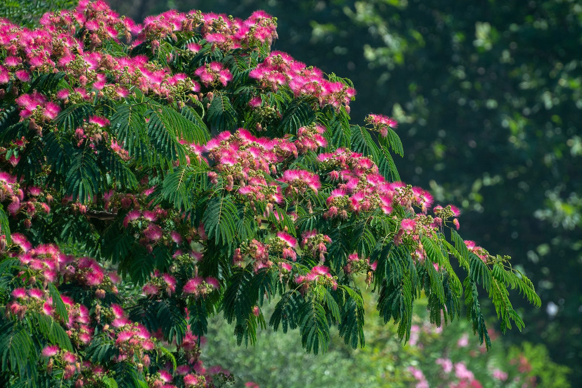 Albizia Julibrissin Flower seeds for Planting Low Maintenance Heirloom & GMO Free Seeds for Home Garden