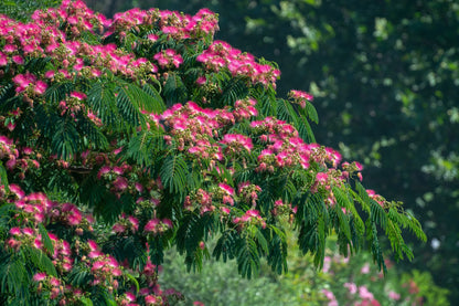 Albizia Julibrissin Flower seeds for Planting Low Maintenance Heirloom & GMO Free Seeds for Home Garden
