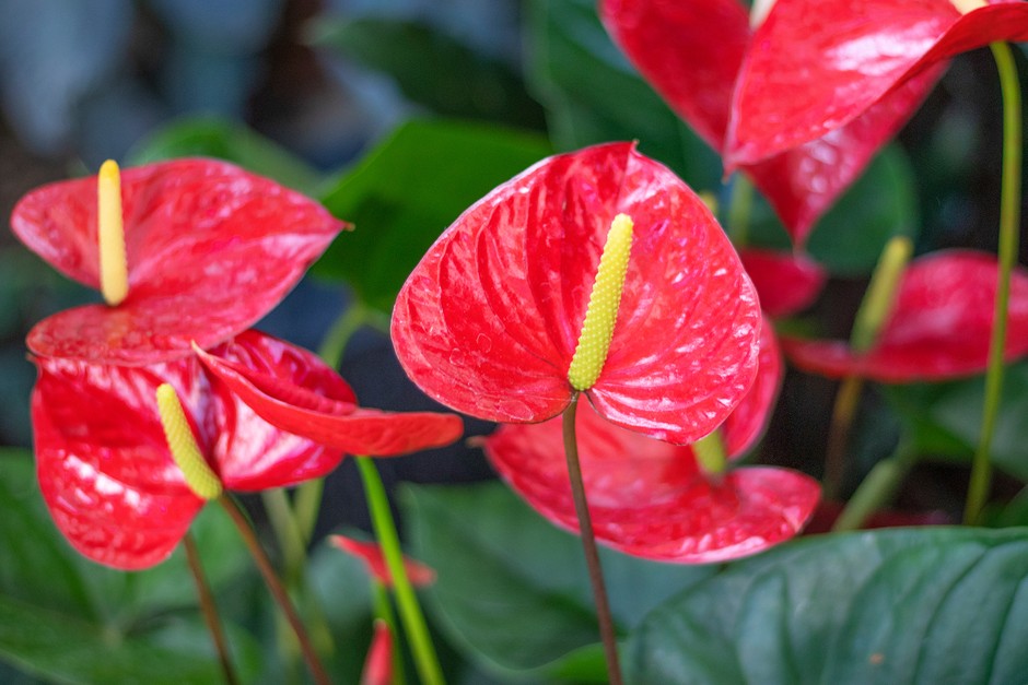 High quality Anthurium Flower seeds for Planting Fragrant Blossoms, Heirloom & GMO Free Seeds for Home Garden seeds pack