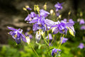 Aquilegia Flower seeds for Planting Colorful Display, Heirloom & GMO Free Seeds for Home Garden seeds for planting