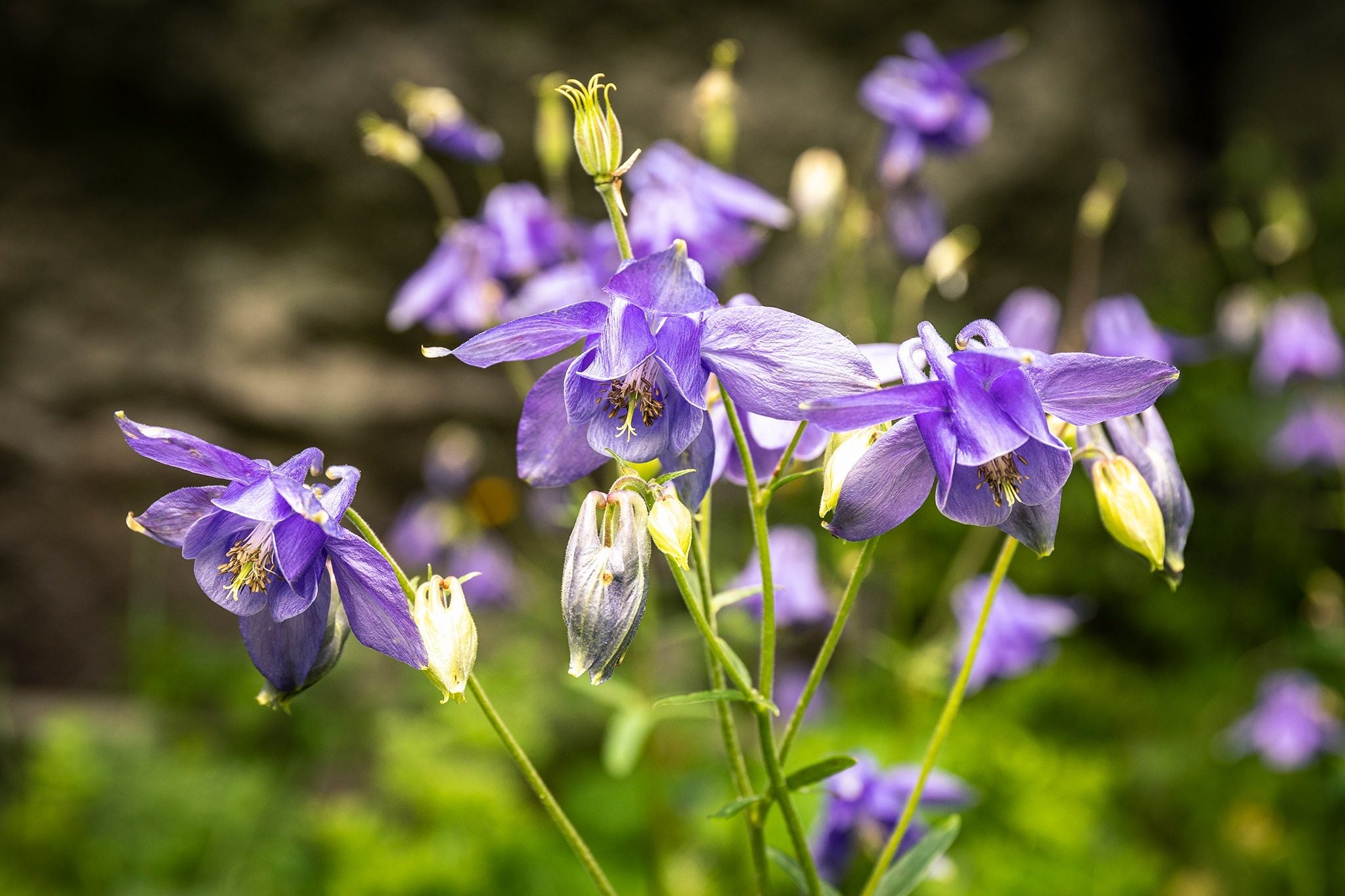 Aquilegia Flower seeds for Planting Colorful Display, Heirloom & GMO Free Seeds for Home Garden seeds for planting