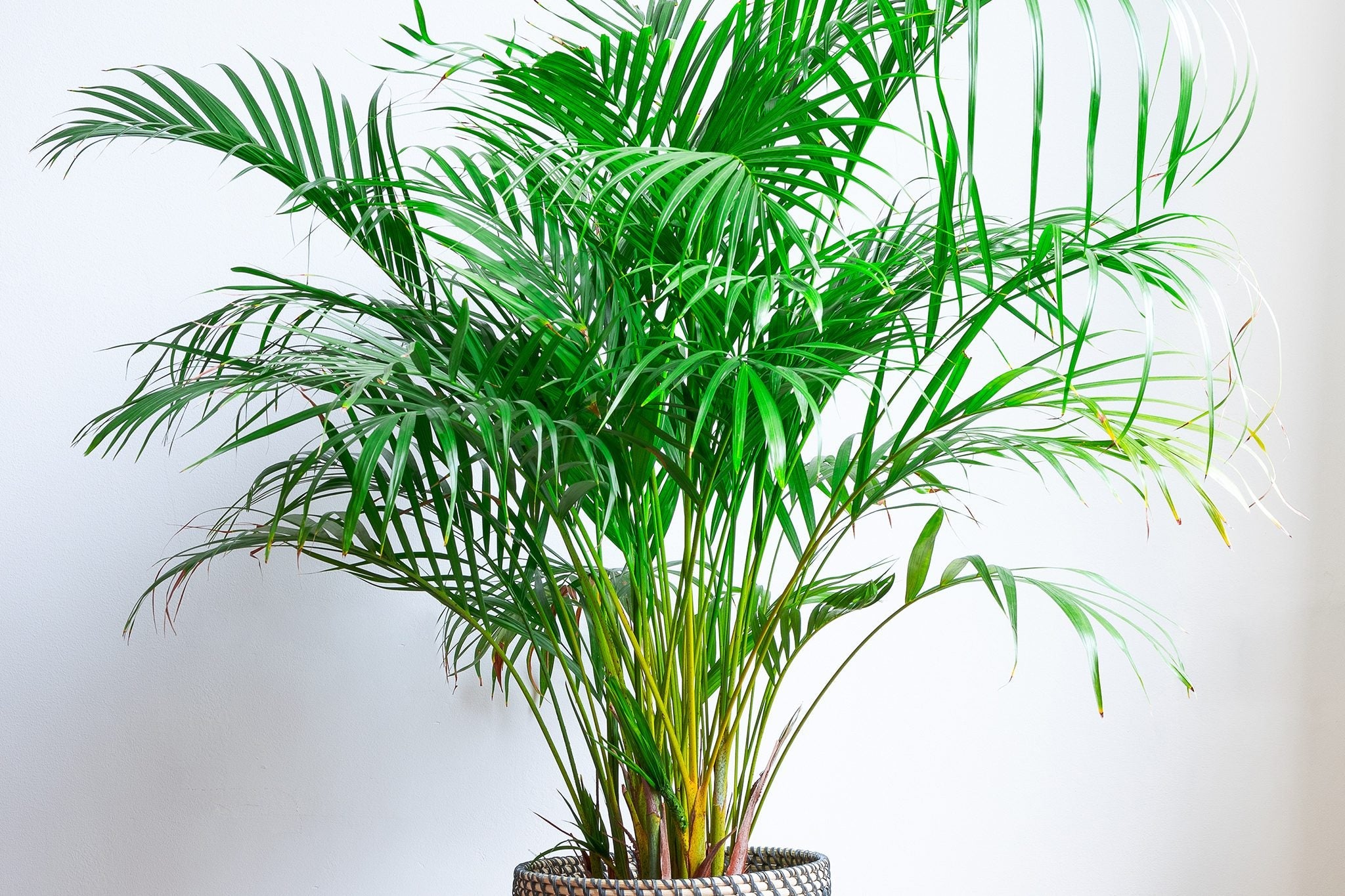 Premium Green Chrysalidocarpus Lutescens Flower seeds for Planting Cottage Garden Essential, Heirloom & GMO Free Seeds for Home Garden seeds