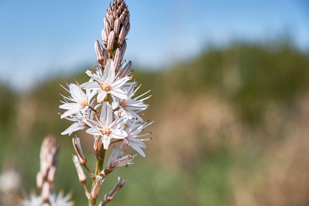 Heirloom Asphodelus Albus Flower seeds for Planting Pollinator Friendly Heirloom & GMO Free Seeds for Home Garden