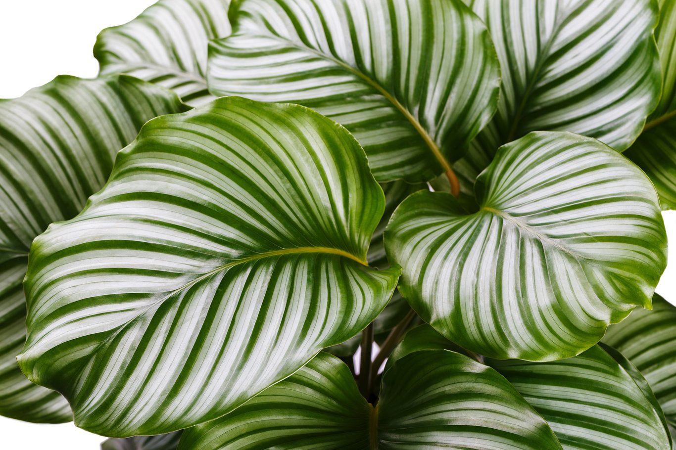 High quality Green Calathea Flower seeds for Planting Low Maintenance, Heirloom & GMO Free Seeds for Home Garden seeds pack