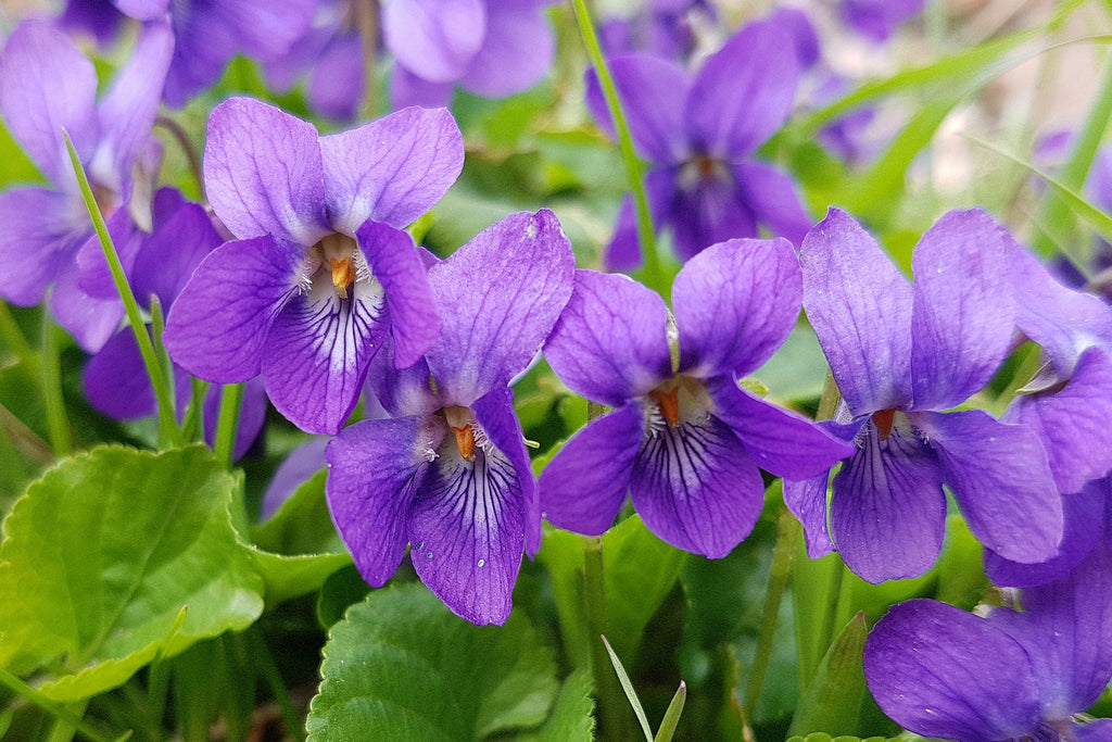 Purple Viola Odorata Flower seeds for Planting Pollinator Friendly, Heirloom & GMO Free Seeds for Home Garden vegetable and garden seeds