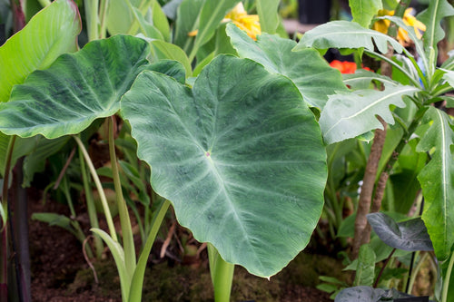 Premium Colocasia Flower seeds for Planting Low Maintenance Heirloom & GMO Free Seeds for Home Garden seeds