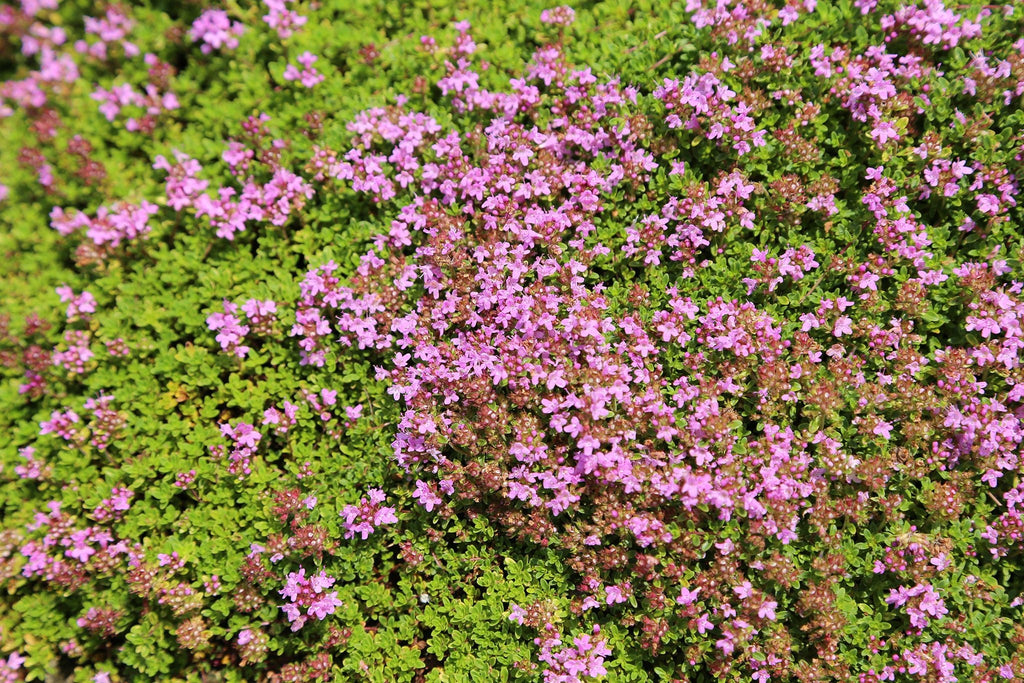 High quality Pink Creeping Thyme Flower seeds for Planting Easy to Grow Heirloom & GMO Free Seeds for Home Garden seeds pack