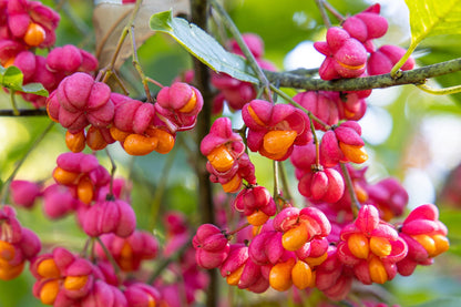 Spindle Flower seeds for Planting Compact Growth Heirloom & GMO Free Seeds for Home Garden