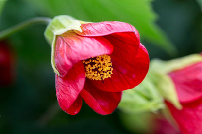 Abutilon Flower seeds for Planting Premium Quality Heirloom & GMO Free Seeds for Home Garden