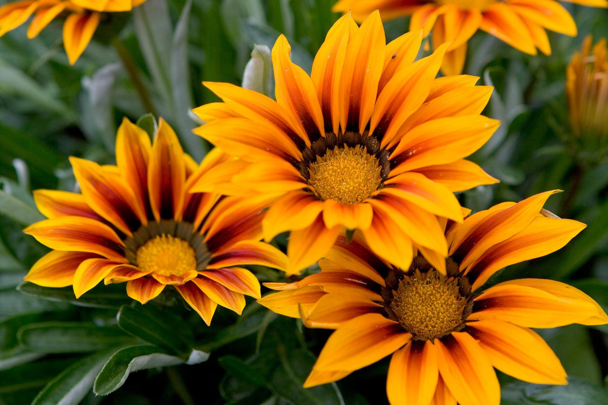 Gazania Flower seeds for Planting, Cut Flower Favorite Heirloom & GMO Free Seeds for Home Garden