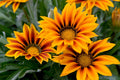 Giant Gazania Flower seeds for Planting Colorful Display, Heirloom & GMO Free Seeds for Home Garden seeds for planting