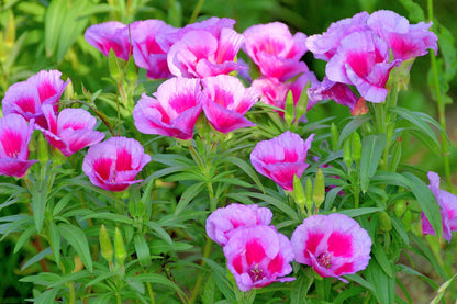 Godetia Flower seeds for Planting Hardy Variety Heirloom & GMO Free Seeds for Home Garden