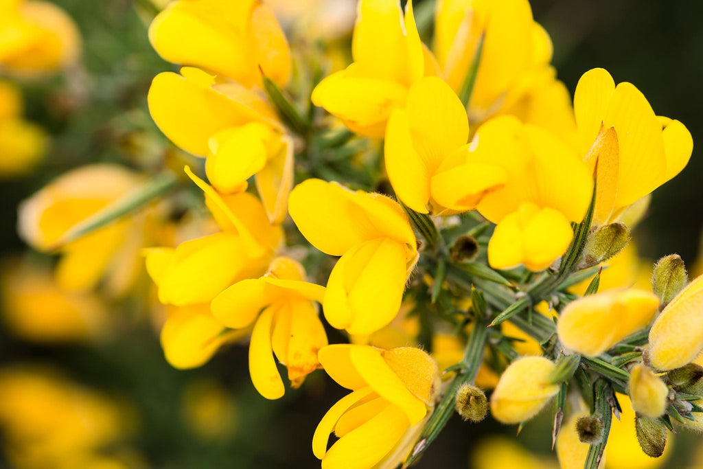 Yellow Gorse Ulex Europaeus Flower seeds for Planting Easy to Grow, Heirloom & GMO Free Seeds for Home Garden seeds for planting