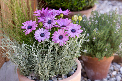 Osteospermum Flower seeds for Planting Garden Favorite Heirloom & GMO Free Seeds for Home Garden