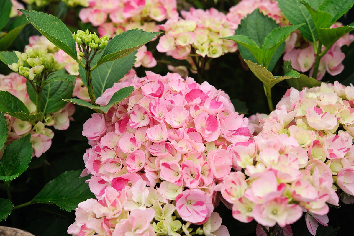 Heirloom Hydrangea Flower seeds for Planting Low Maintenance Heirloom & GMO Free Seeds for Home Garden