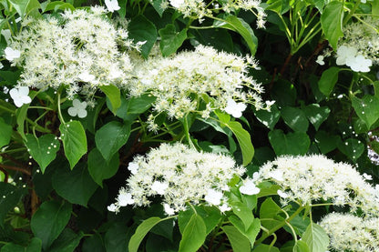 Hydrangea Anomala Flower seeds for Planting Long Bloom Season Heirloom & GMO Free Seeds for Home Garden