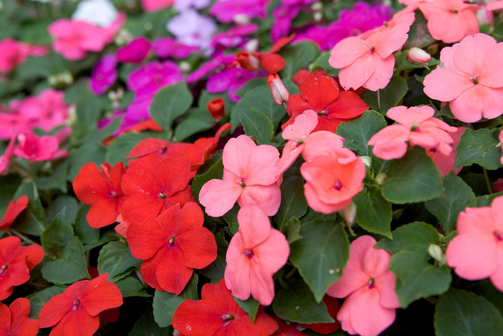 Walleriana Flower seeds for Planting Cottage Garden Essential, Heirloom & GMO Free Seeds for Home Garden vegetable and garden seeds