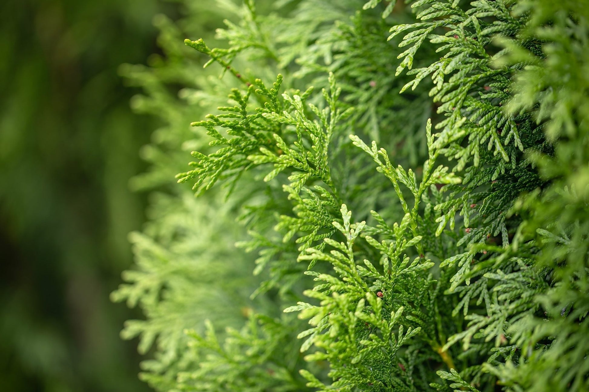 Juniper Tree Seeds For Planting: Dark Green Beauty Stunning Landscapes Plant Seeds