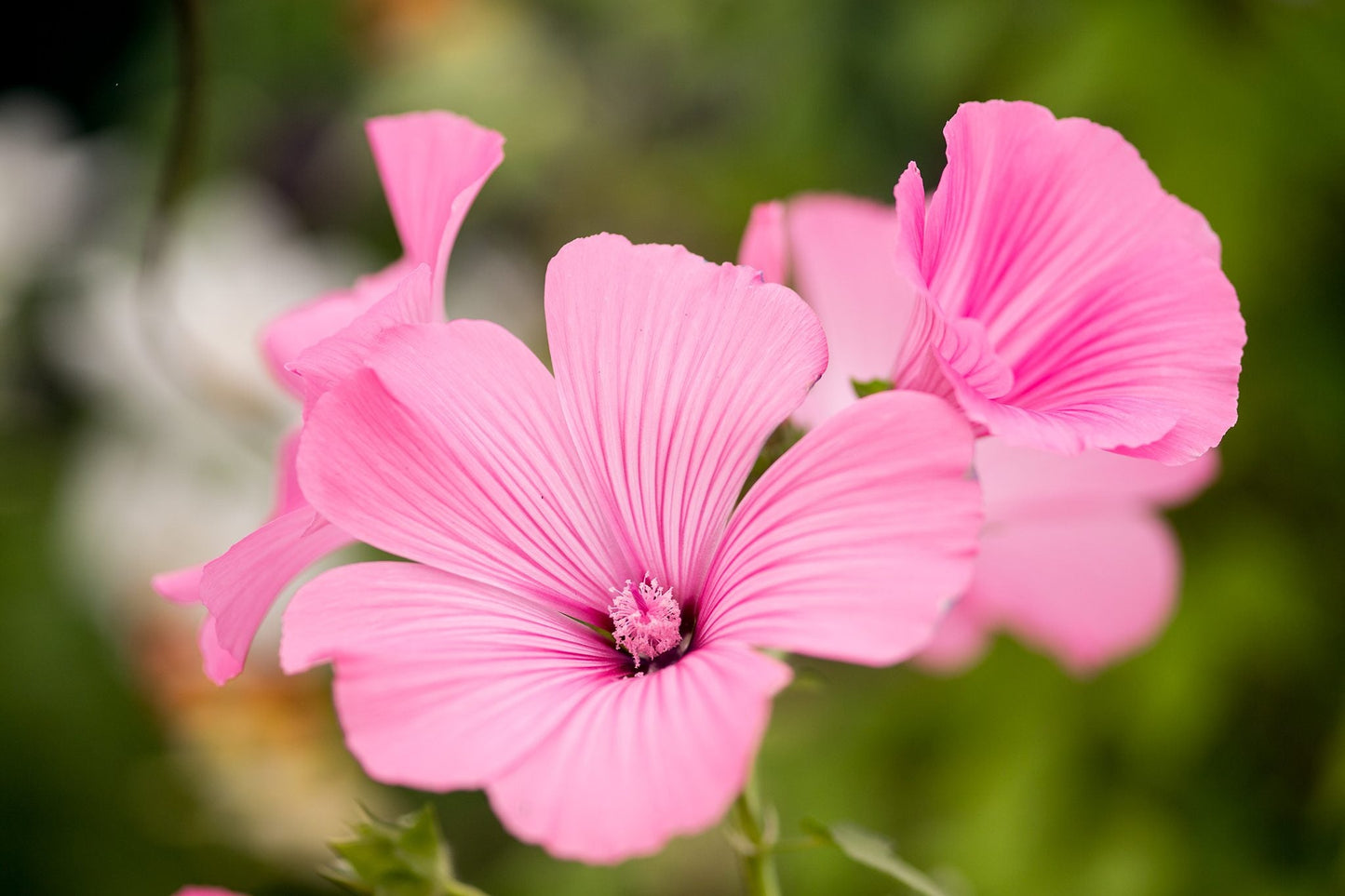 Heirloom Lavatera Flower seeds for Planting Pollinator Friendly Heirloom & GMO Free Seeds for Home Garden