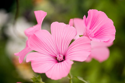 Heirloom Lavatera Flower seeds for Planting Pollinator Friendly Heirloom & GMO Free Seeds for Home Garden