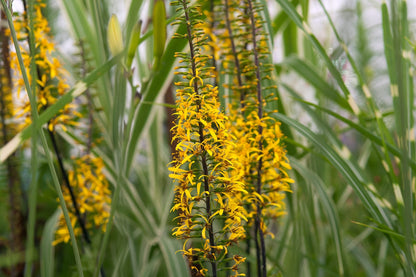 Ligularia Flower seeds for Planting - Wildflower Mix, Heirloom & GMO Free Seeds for Home Garden