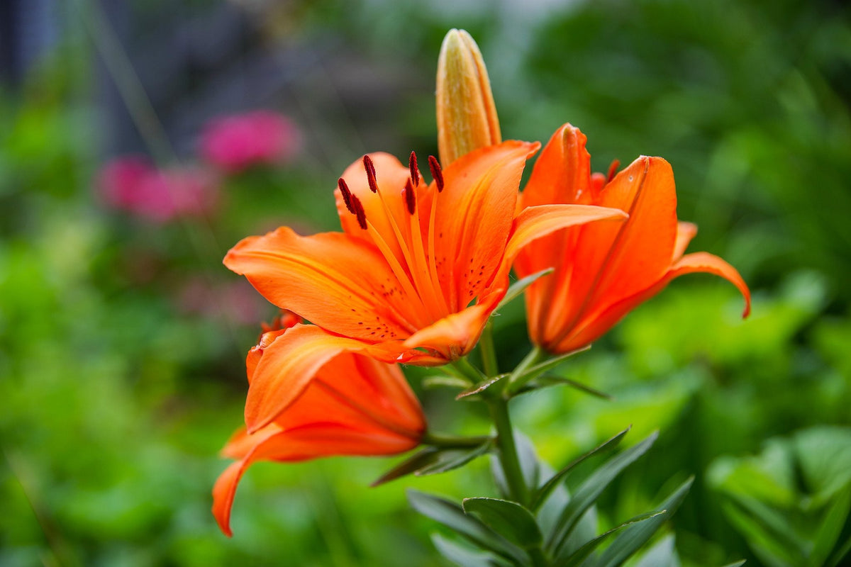 Lilium Flower seeds for Planting Garden Favorite Heirloom & GMO Free Seeds for Home Garden