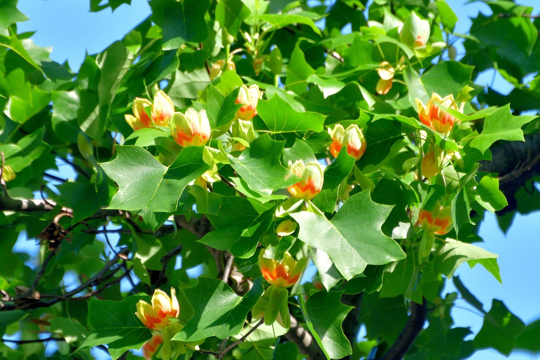 Liriodendron Flower seeds for Planting Drought Tolerant, Heirloom & GMO Free Seeds for Home Garden vegetable and garden seeds