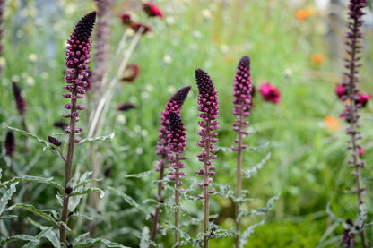 Lysimachia Flower seeds for Planting Perfect for Borders Heirloom & GMO Free Seeds for Home Garden