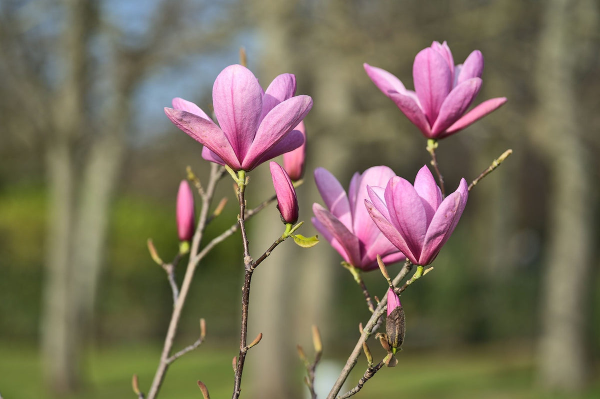 Magnolia Liliiflora Flower seeds for Planting, Drought Tolerant Heirloom & GMO Free Seeds for Home Garden