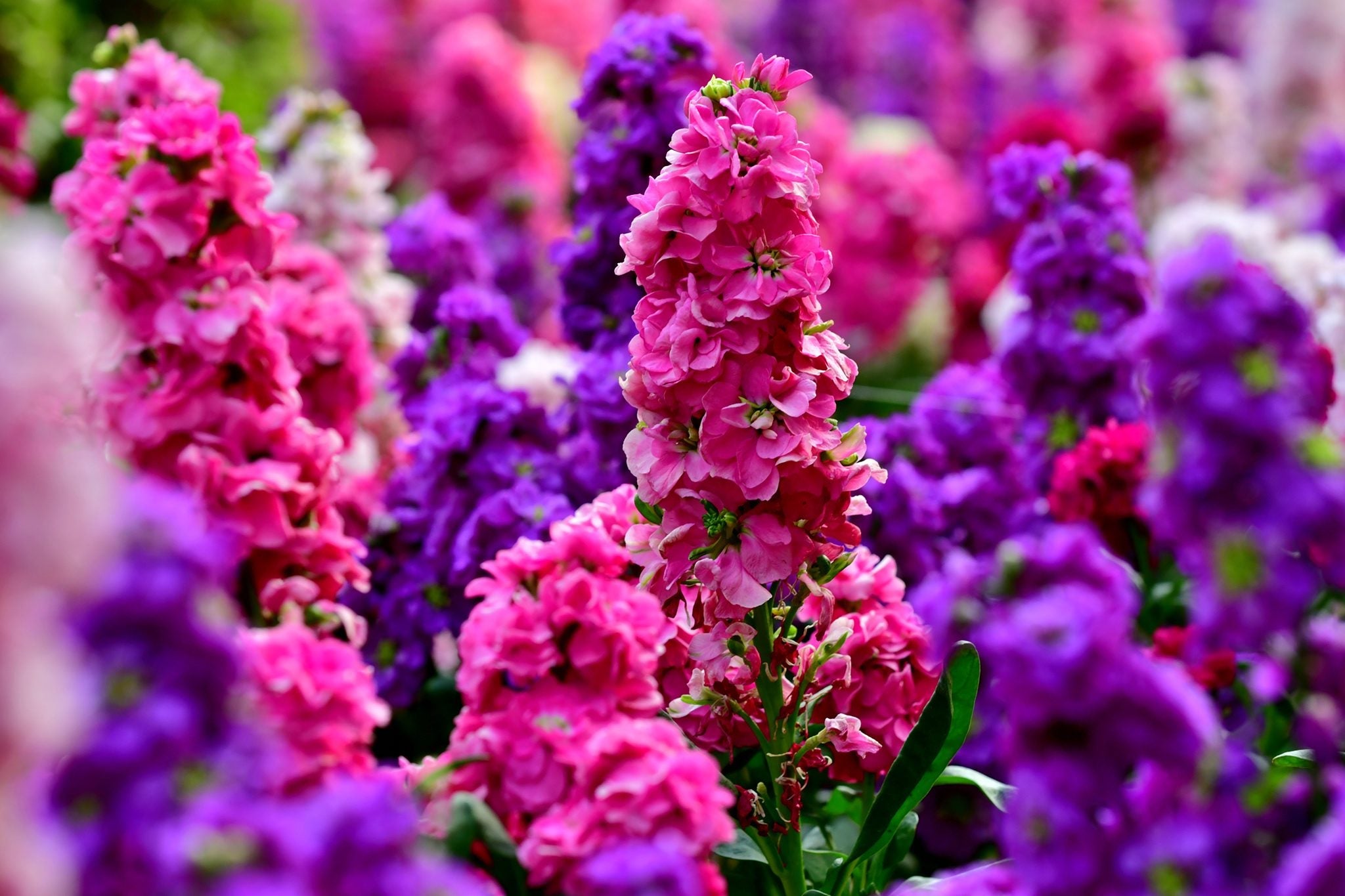 Purple Hoary Stock Flower seeds for Planting Compact Growth, Heirloom & GMO Free Seeds for Home Garden vegetable and garden seeds