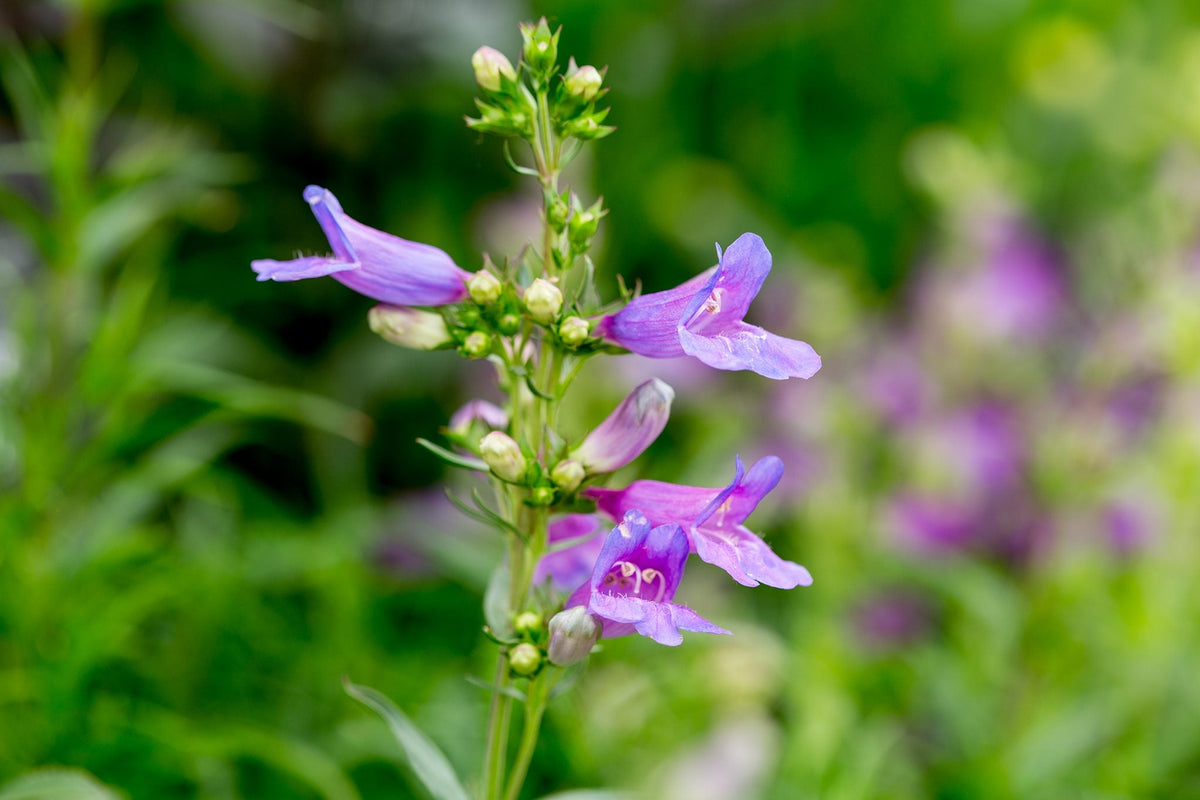Penstemon Heterophyllus Flower seeds for Planting Wildflower Mix Heirloom & GMO Free Seeds for Home Garden