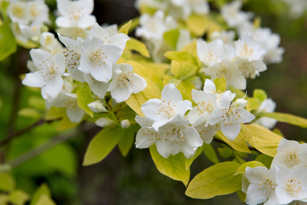 High quality Philadelphus Coronarius Flower seeds for Planting Compact Growth, Heirloom & GMO Free Seeds for Home Garden seeds pack