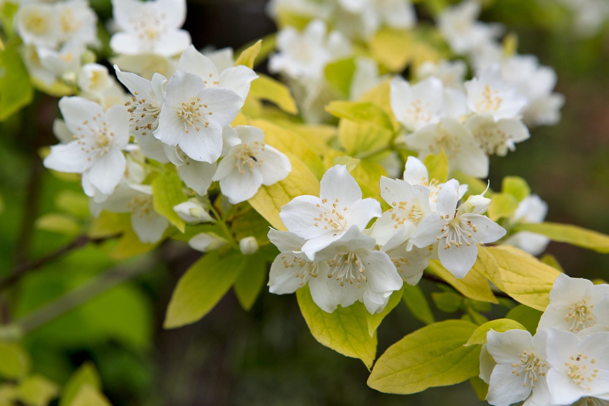 High quality Philadelphus Coronarius Flower seeds for Planting Compact Growth, Heirloom & GMO Free Seeds for Home Garden seeds pack