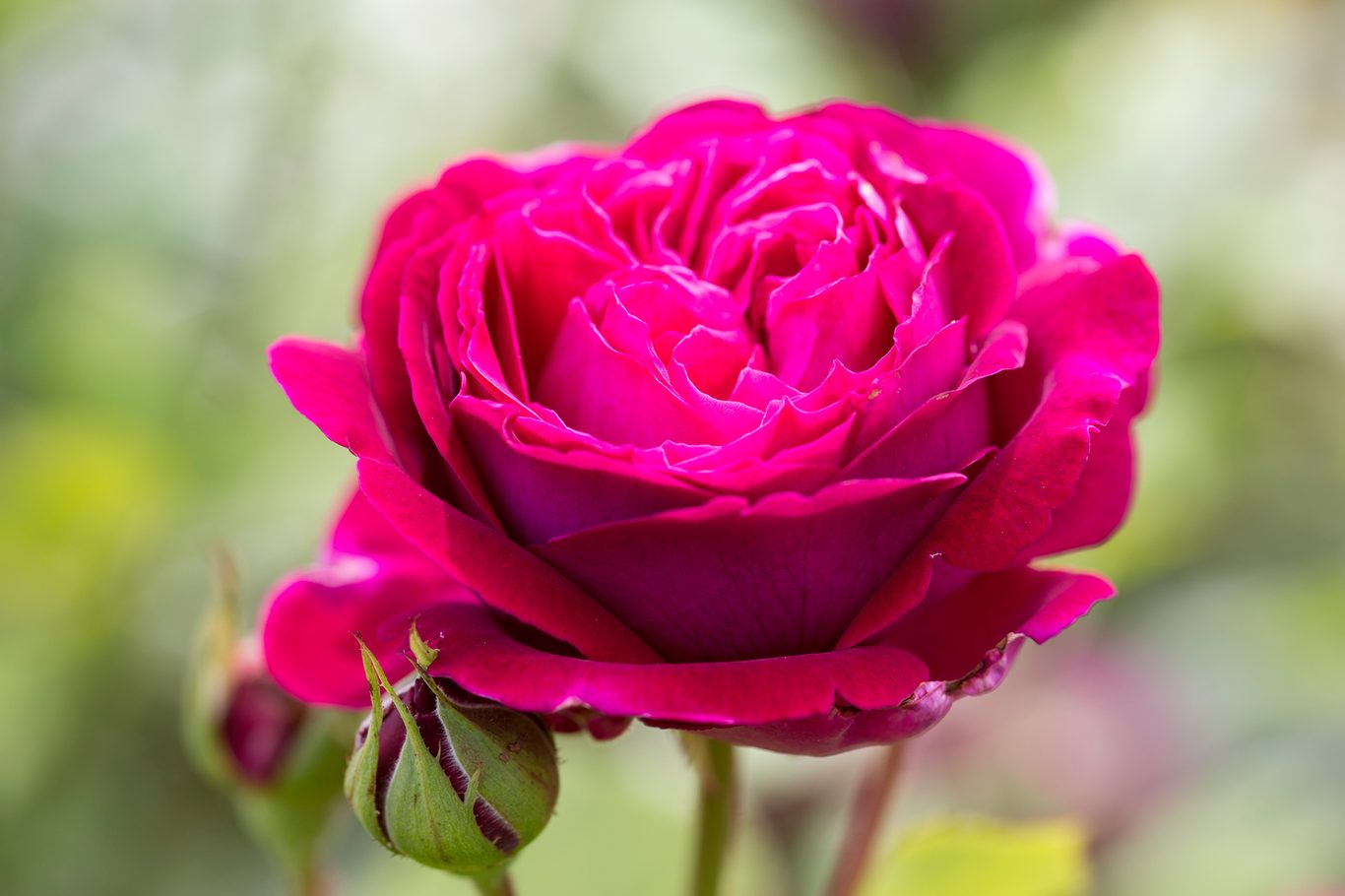 Red Pink Rose Flower seeds for Planting Seasonal Bloomer, Heirloom & GMO Free Seeds for Home Garden vegetable and garden seeds