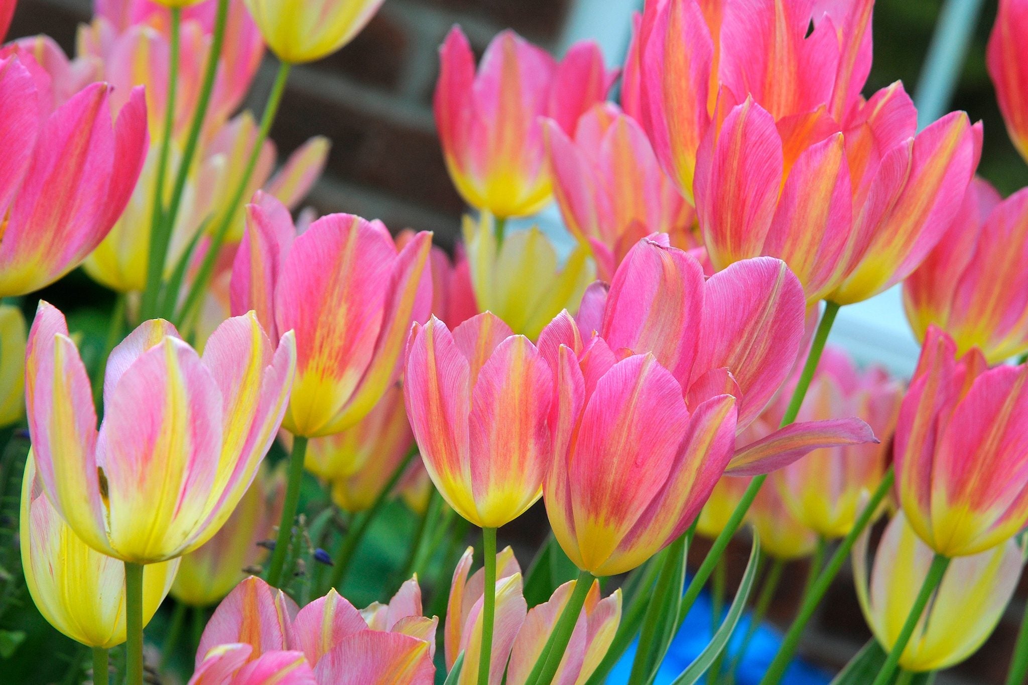 Yellow & Pink Tulip Flower seeds for Planting Perfect for Borders, Heirloom & GMO Free Seeds for Home Garden seeds for planting